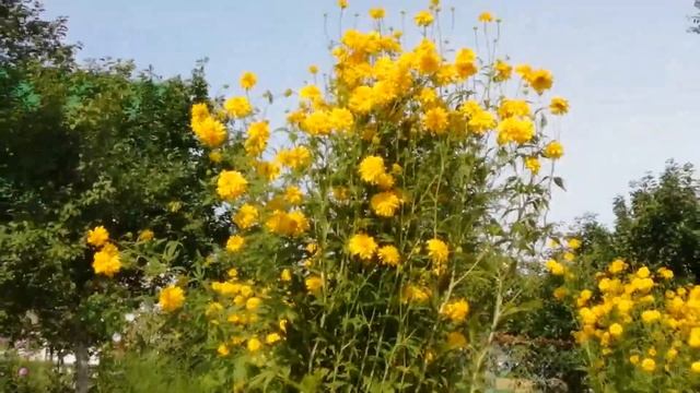 Цветы детства Золотой шар смотреть онлайн