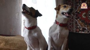 СТОИТ ЛИ ЗАВОДИТЬ ДЖЕК РАССЕЛ ТЕРЬЕР? Плюсы И Минусы//vasinoso|fact