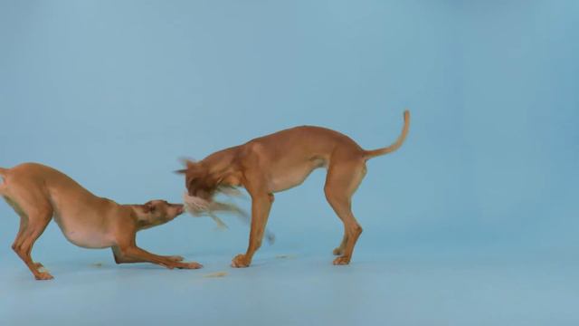 Pharaoh Hound / 99+1 Dog Breeds смотреть онлайн