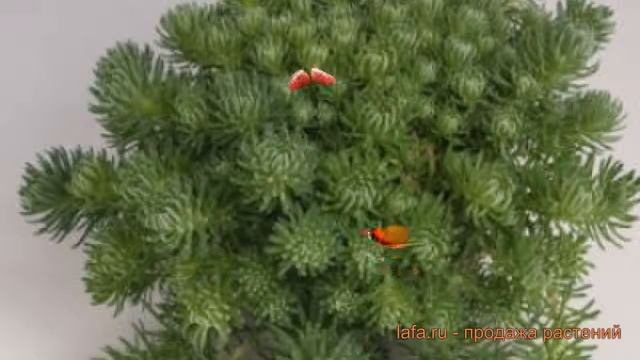 Седум обыкновенный Оракл ? обыкновенный седум Оракл обзор: как сажать, семена седума Оракл смотреть онлайн