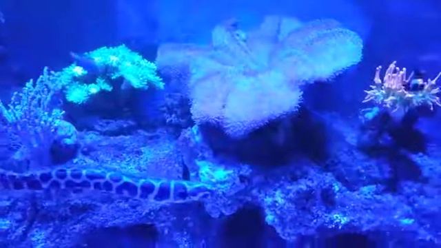 tropical marine смотреть онлайн