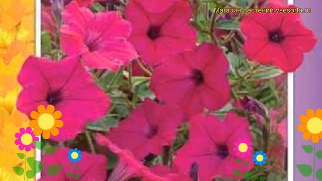 Петуния гибридная суперкаскадная F1 роза. Краткий обзор petunia x hybrida grandiflora F1 roza смотреть онлайн