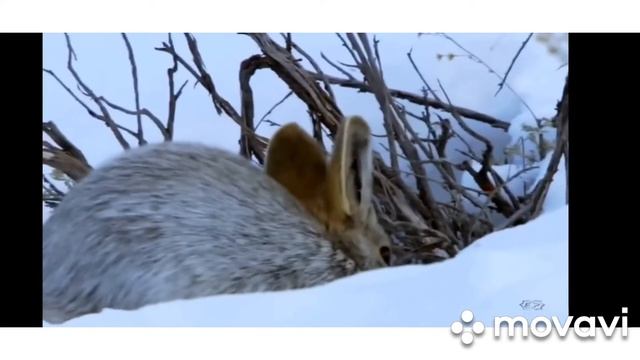 Зачем в лесу нужно соблюдать тишину? смотреть онлайн