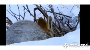 Зачем в лесу нужно соблюдать тишину?