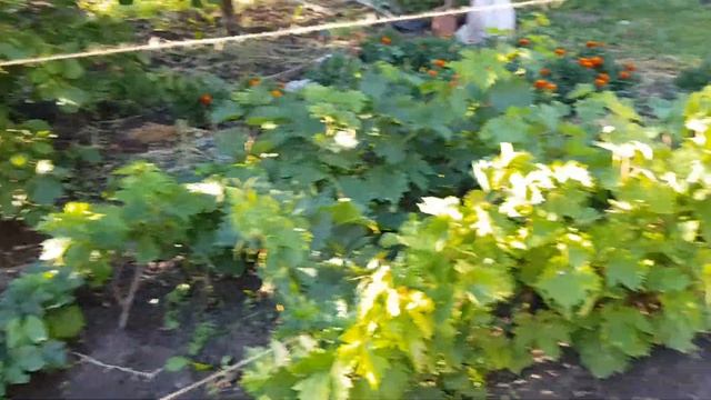 Обзор виноградника на начало августа. смотреть онлайн