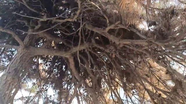 Отходите ко сну с улыбкой на устах, слушая чириканье Воробьёв...