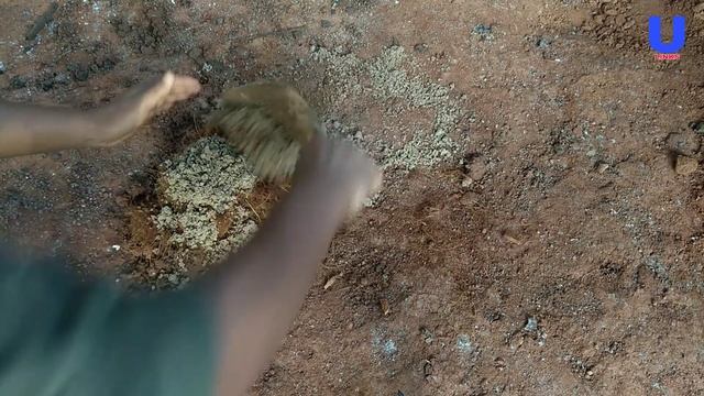 How to grow anthurium plants смотреть онлайн