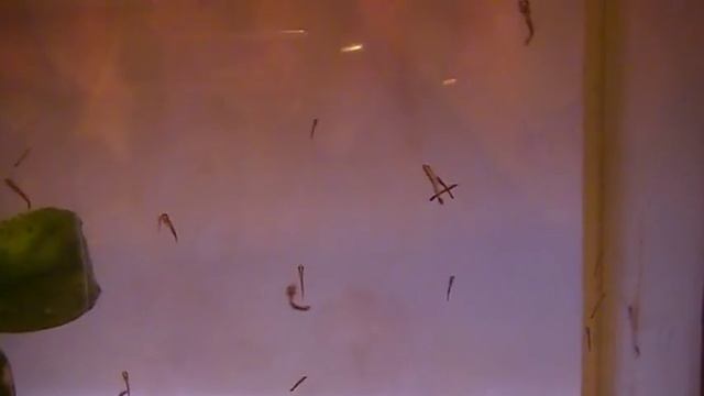 Poecilobrycon Eques. Yungfish смотреть онлайн