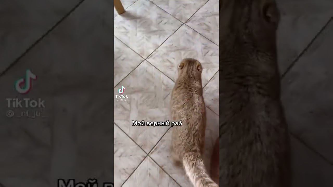 Кот который хочет есть смотреть онлайн