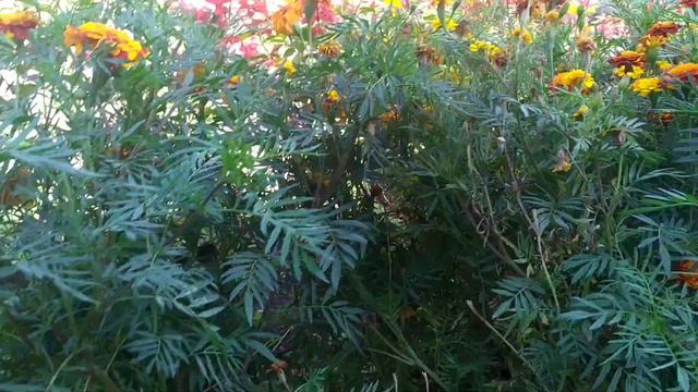 Кузги обзор.