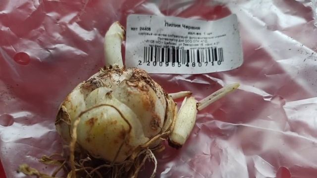 Мой заказ луковиц лилий из агрофирмы Русский огород. смотреть онлайн