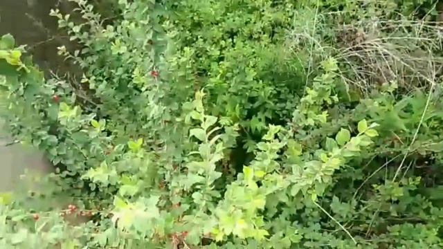 СТАРАЯ БАНЯ #1ЧАСЬТЬ смотреть онлайн