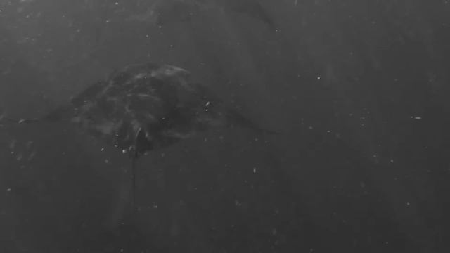 Manta Birostris (Ray - 2013 Mexico) смотреть онлайн