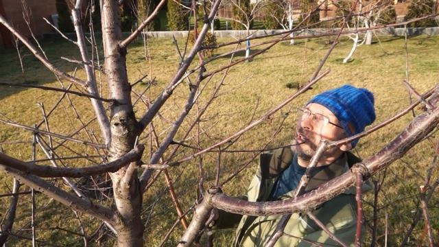 Как обрезать вишню. Что важно? смотреть онлайн