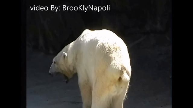 Polar Bear Poops смотреть онлайн