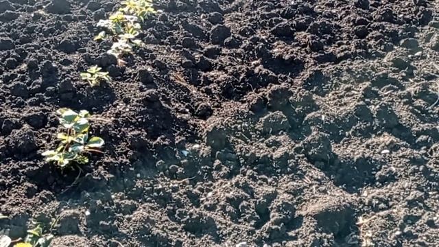 День рождение Кирилла.Привезли дрова.Купила пшеницу./Мама Гуля/ смотреть онлайн