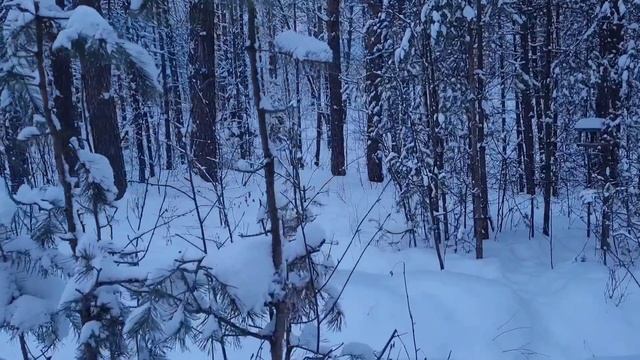 Зимний сказочный лес смотреть онлайн