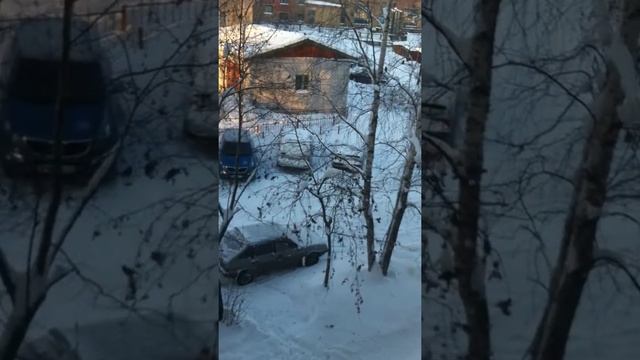 птицы на рябину смотреть онлайн