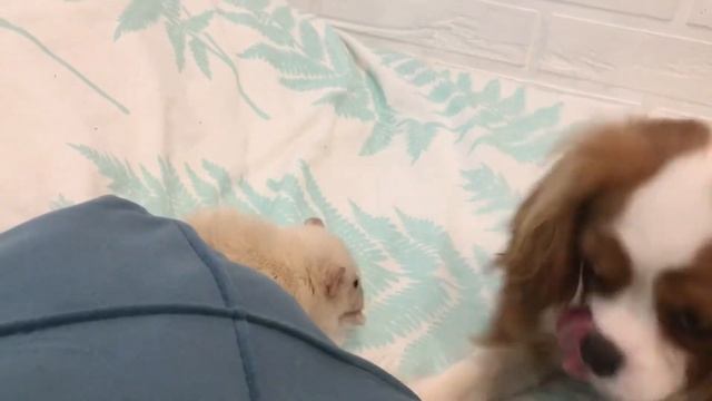 Подружки ?? Как живут вместе собака и крыса Дамбо ? #cavalierkingcharles #rat #mybestfriend смотреть онлайн