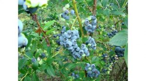 Сорт голубики высокорослой «Герберт»