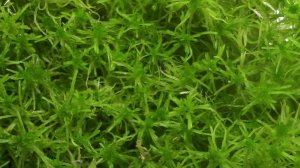 Как вырастить мох