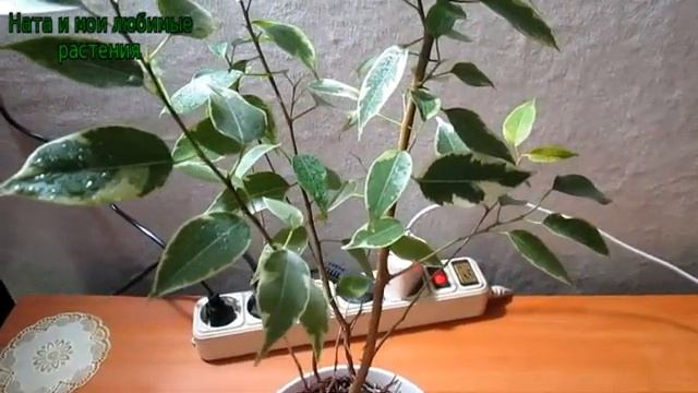 Мой фикус почти не растет . - Что делать ? смотреть онлайн
