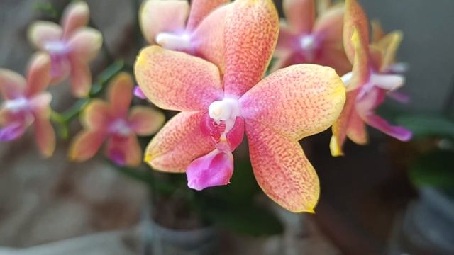 Солнышки в моём доме. Орхидеи фаленопсис, ароматные, долгоцветущие мультифлоры. смотреть онлайн