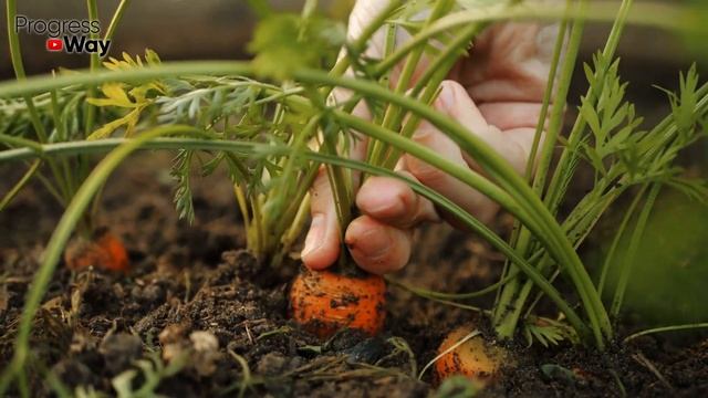 Срочно дайте моркови в июле-августе это, если хотите большой урожай...Уход и подкормка для моркови смотреть онлайн