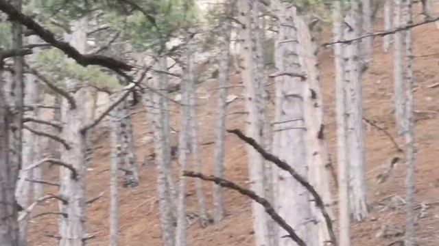 Фото охота на оленя! Крым. Ялта 13.12.2020г смотреть онлайн