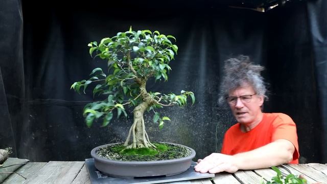 Ficus Friday, My Ficus Benjamina, The Bonsai Zone, Sept 2022