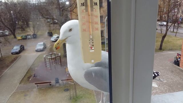 Чайка на нашем подоконнике. смотреть онлайн