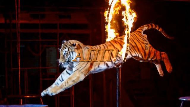 ДРЕССИРОВЩИК /слайд шоу на песню М. Боярского/ смотреть онлайн