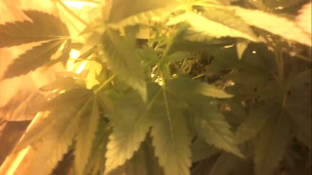 God Strain end of week 2 flower смотреть онлайн