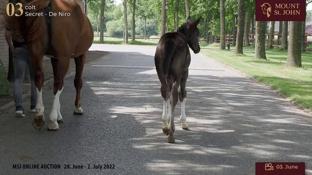 FOALS ONLINE AUCTION Lot 03 MSJ Samba Musik Colt Secret x Dance Musik by De Niro смотреть онлайн