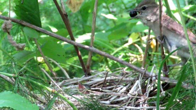 Птенцы. Славка садовая, гнездо в кустах смотреть онлайн