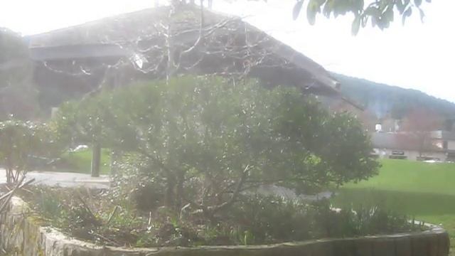 Trimming Ceanothus "Victoria" смотреть онлайн