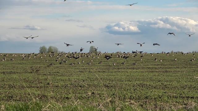 Охота на гуся 2020 Одиночный рейд #3 гуси сели в чучела Полесник