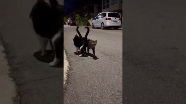 С ДНЁМ СВЯТОГО ВАЛЕНТИНА 🐾 КОТИКИ И ЛЮБОВЬ 🐾 КОТЫ ВИДЕО смотреть онлайн