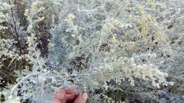 заготовка полыни смотреть онлайн