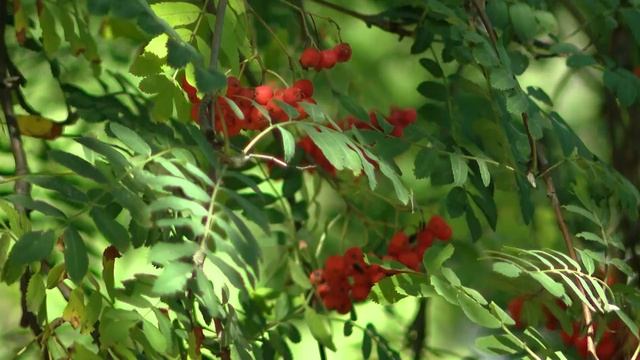 2018. Сделаем Вместе Необычайное подворье яблочный спас смотреть онлайн