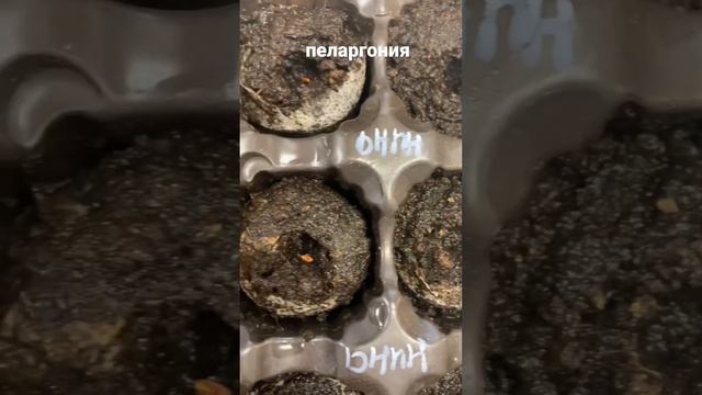 Пеларгония из семян. #рекомендации #пеларгония #герань #цветы #комнатныерастения #сеем #рассада смотреть онлайн