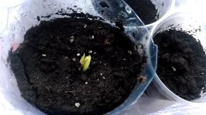 Орхидейное дерево. Первые всходы.