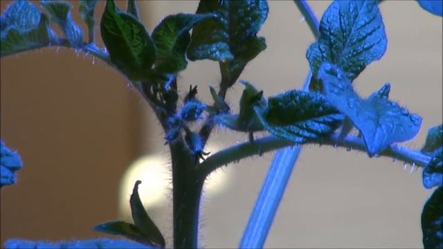 Vorlon Tomato.....9 weeks смотреть онлайн