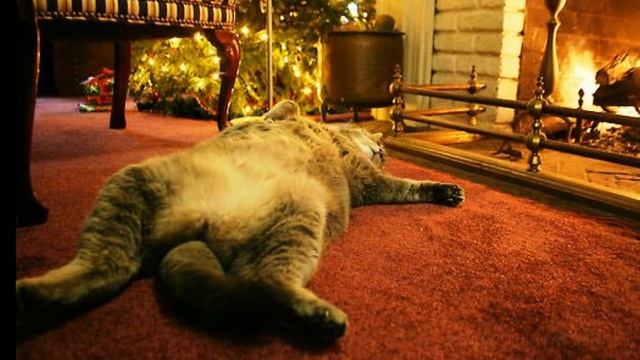 Почему у кошки горячий нос смотреть онлайн