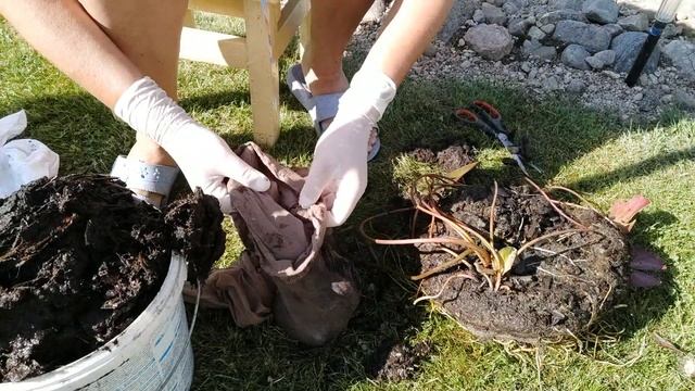 Пересадка водяной лилии в очень необычную емкость. Борьба с цветением воды в пруду. смотреть онлайн