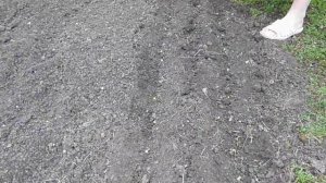 Когда Сажать Кукурузу ?! Посадка Семенами в Открытый Грунт. Выращивание и Уход