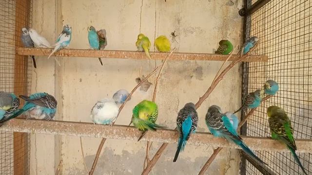 10 Hours Chirping & Happy Life of Parakeet Budgies Birds, Reduce Stress of Lonely Quiet Birds смотреть онлайн