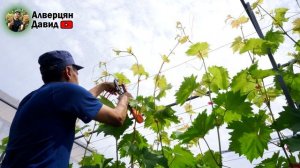 Чеканка побегов винограда