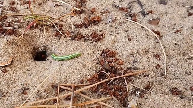Sand Wasp Ammophila sabulosa оса аммофила смотреть онлайн