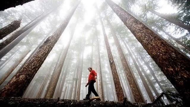 Донецкий друг. Стихотворение смотреть онлайн
